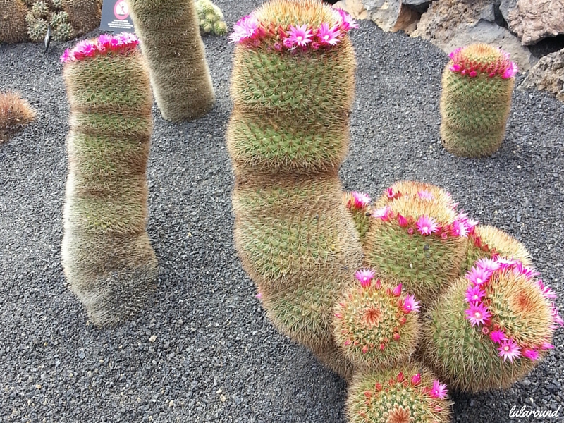 jardin-cactus