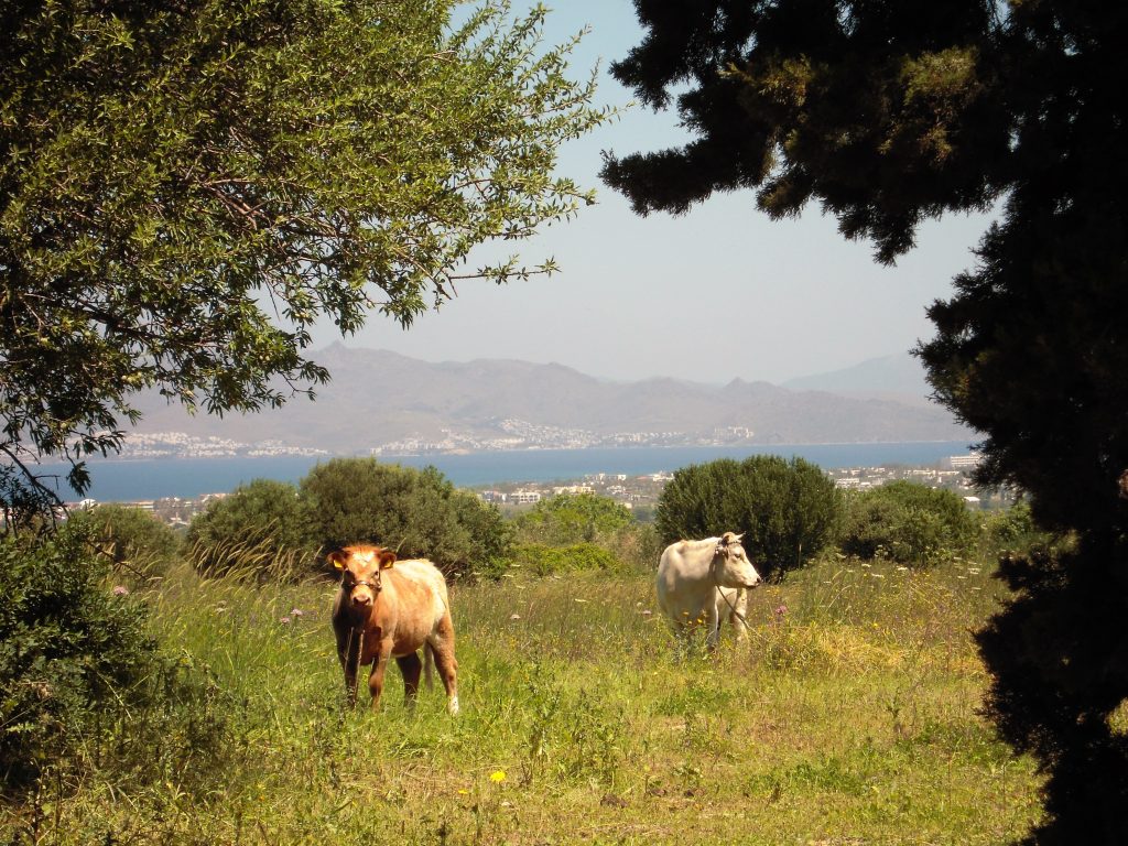 KOS